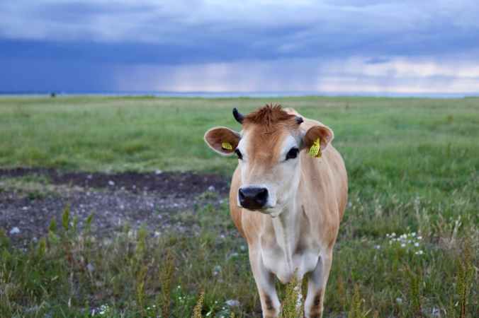 selective focus of cow photo